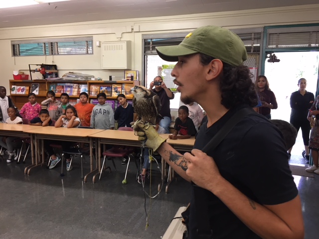 Raptor Birds in the City