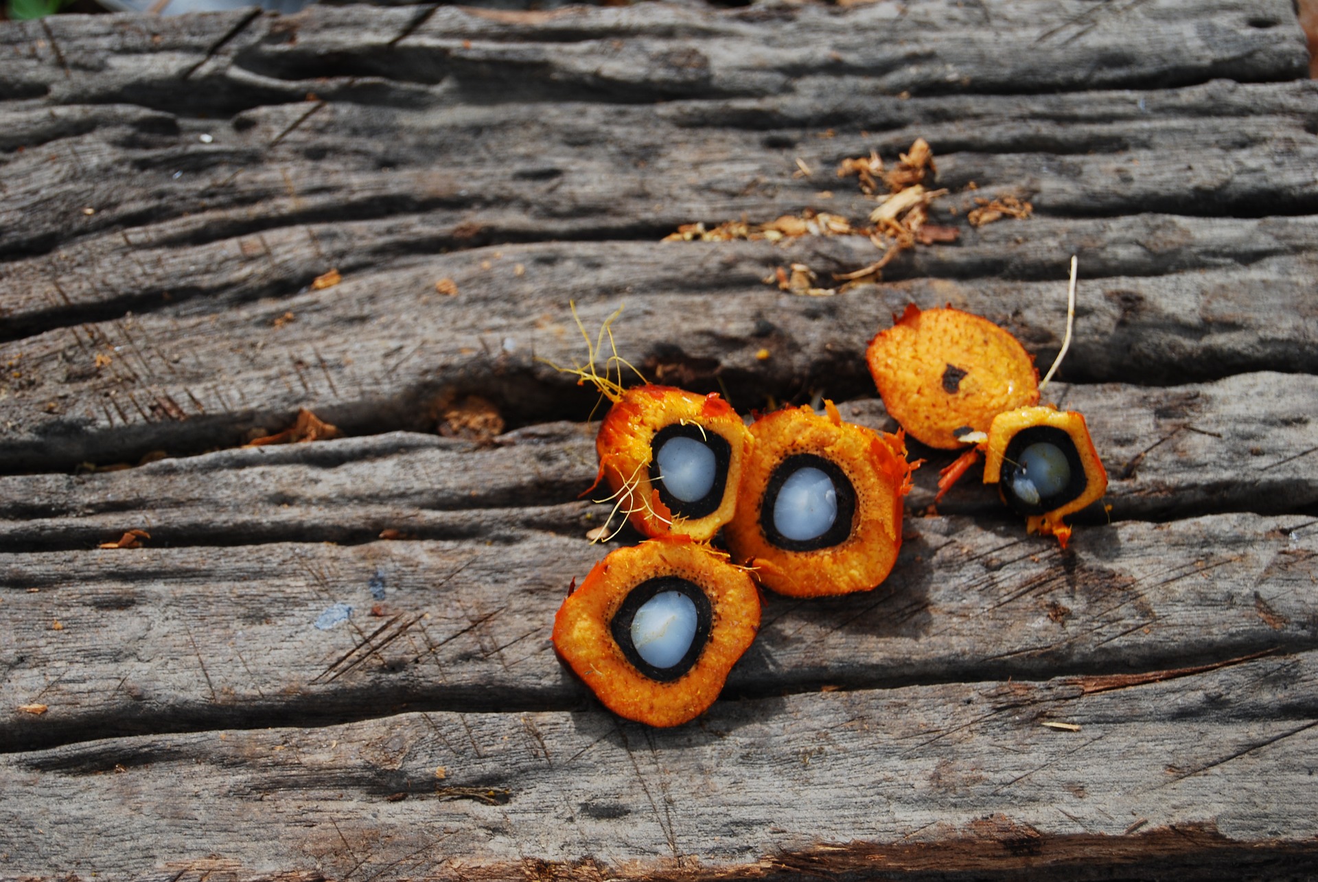 true-cost-of-palm-oil-roots-shoots