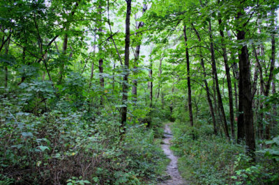 forest