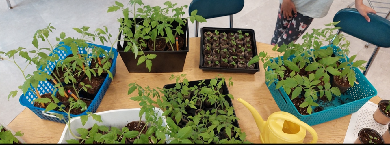 West Liberty's Edible School Garden