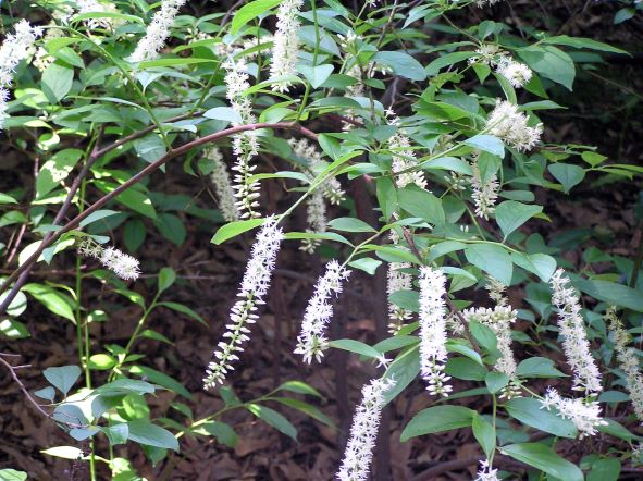Greening a Garden with Native Plants 1