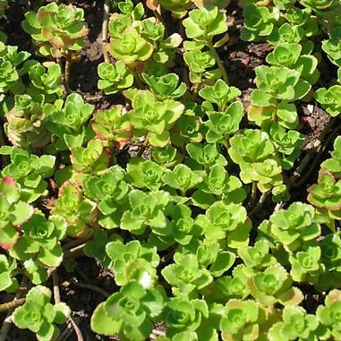 Greening a Garden with Native Plants
