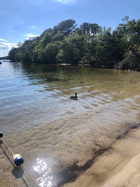 Brewster Ponds Coalition