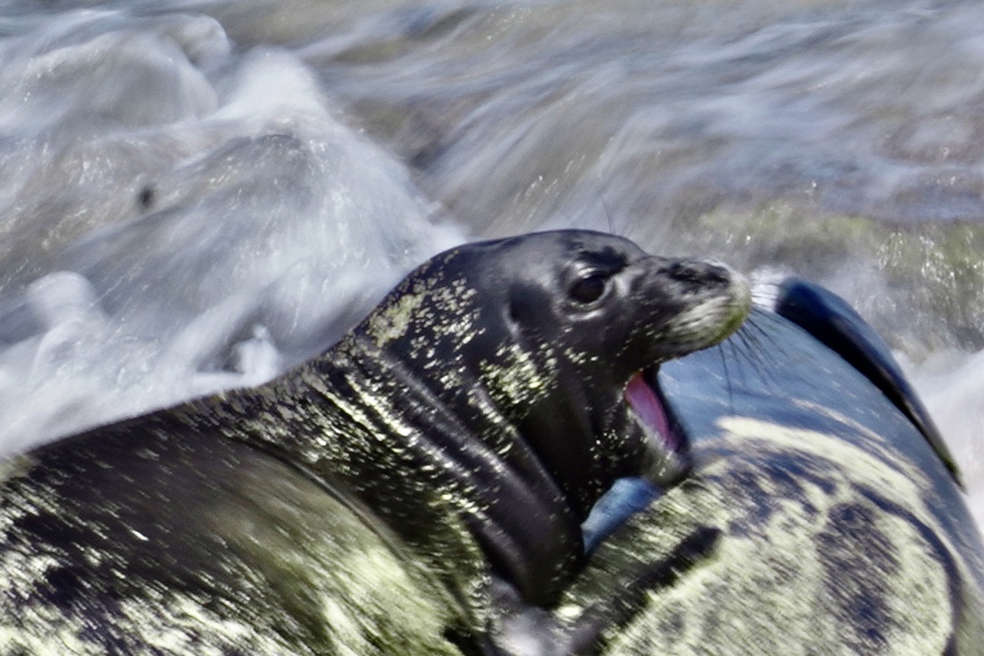 Ocean, Plastic and Us!: Save Our Ocean Friends~ “Hawaiian Monk Seals” 2