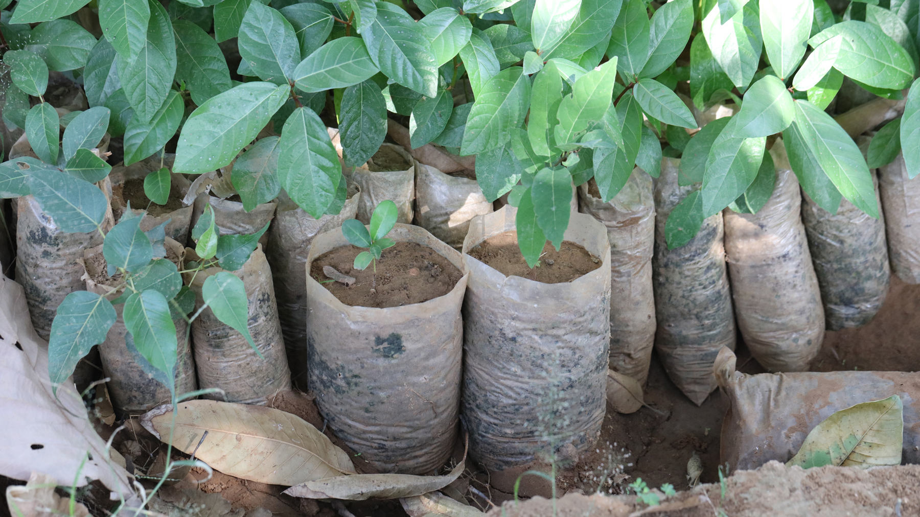 Roots & Shoots Alliance - Tampa Bay