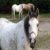 Profile picture of F.R.I.E.N.D.S. Horse Rescue & Sanctuary