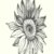 Profile picture of Rachel Weaver - The PETAL Project