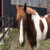 Profile picture of Azalea