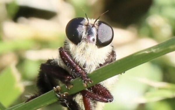 Profile picture of Lillian Rogers