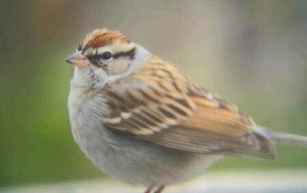 Profile picture of Thomas Jobe