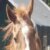 Profile picture of Tina Meekins