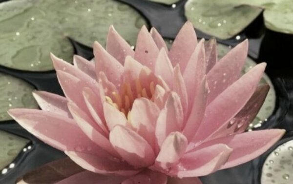 Profile picture of Lisa