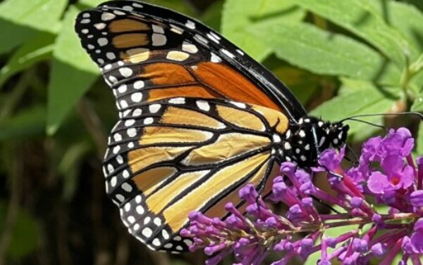 Profile picture of Claudia L. Kroberger