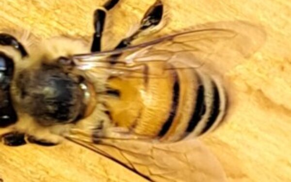 Profile picture of Lisa C