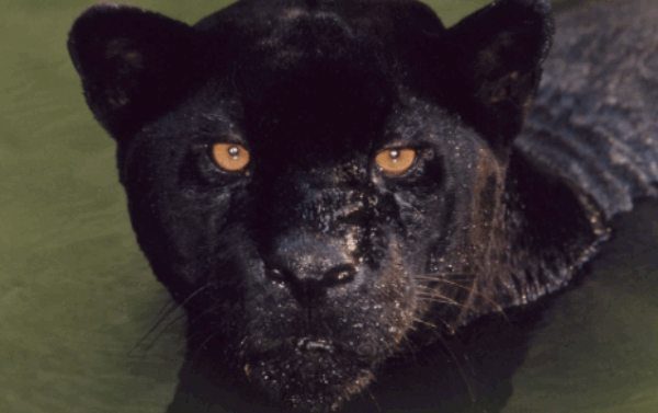 Profile picture of Marcel