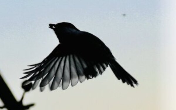 Profile picture of Thea Zornada