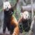 Group logo of Red Panda Pack