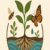Group logo of Roots & Shoots – Seven Lakes High School Chapter